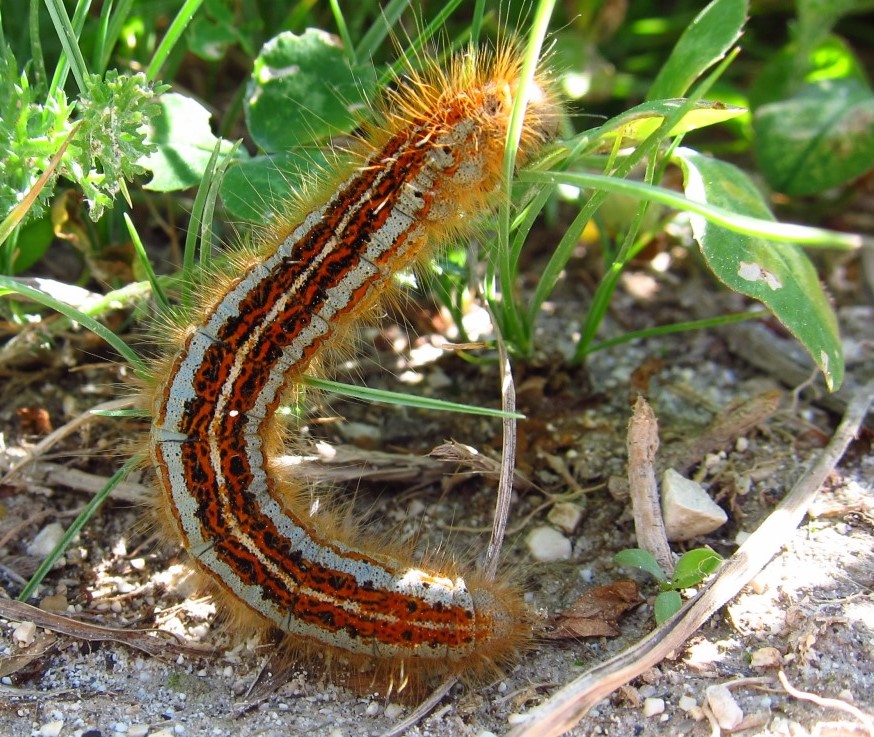 Bruco da identificare - Malacosoma (Clisiocampa) castrense